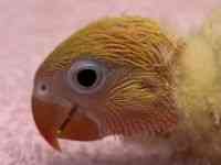 ボタンインコ