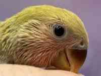コザクラインコ