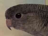 サザナミインコ