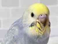 ZLZCCR