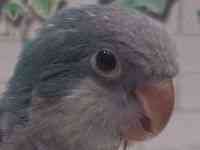 オキナインコ