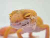 qEgJQhL