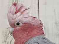 モモイロインコ