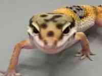 qEgJQhL