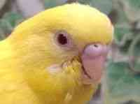 ZLZCCR