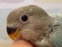 コザクラインコ