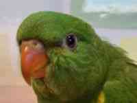 その他(インコ・オウム系)