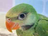 その他(インコ・オウム系)