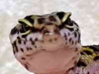 qEgJQhL