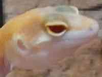 qEgJQhL