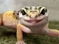 qEgJQhL