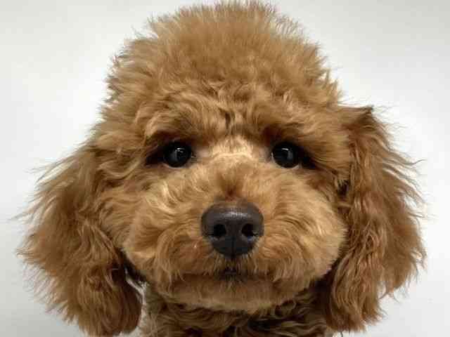 奈良県のハーフ犬・ミックス犬 (ひごペットフレンドリー田原本店/2024年7月7日生まれ/男の子/レッド)の子犬