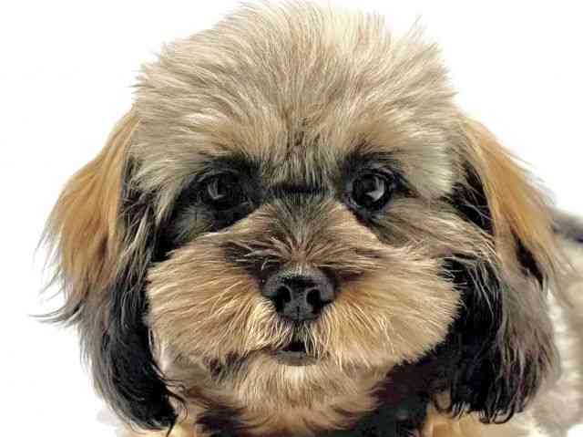 大阪府のハーフ犬・ミックス犬 (ひごペットフレンドリーみのおキューズモール店/2024年11月8日生まれ/女の子/レッド)の子犬
