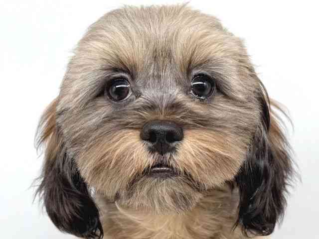 大阪府のハーフ犬・ミックス犬 (ひごペットフレンドリー瓜破店/2024年11月8日生まれ/女の子/レッド)の子犬