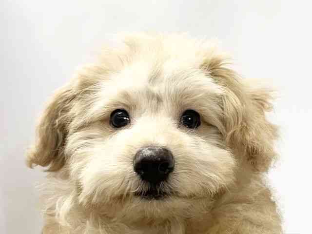 島根県のハーフ犬・ミックス犬 (ひごペットフレンドリーイオンモール出雲店/2024年12月13日生まれ/男の子/クリーム)の子犬