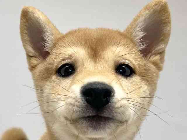 大阪府の柴犬(標準サイズ) (ひごペットフレンドリーセブンパーク天美店/2024年12月30日生まれ/女の子/赤)の子犬