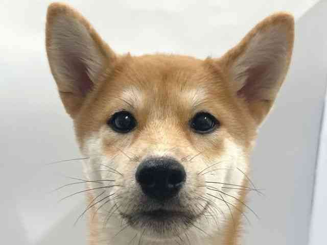 高知県の柴犬(標準サイズ) (ひごペットフレンドリーイオンモール高知店/2025年1月4日生まれ/男の子/赤)の子犬