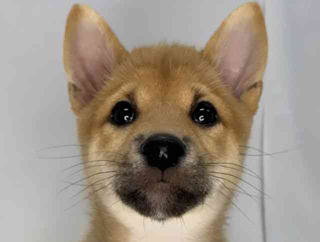 島根県の柴犬(標準サイズ) (ひごペットフレンドリーイオンモール出雲店/2024年12月31日生まれ/男の子/赤)の子犬