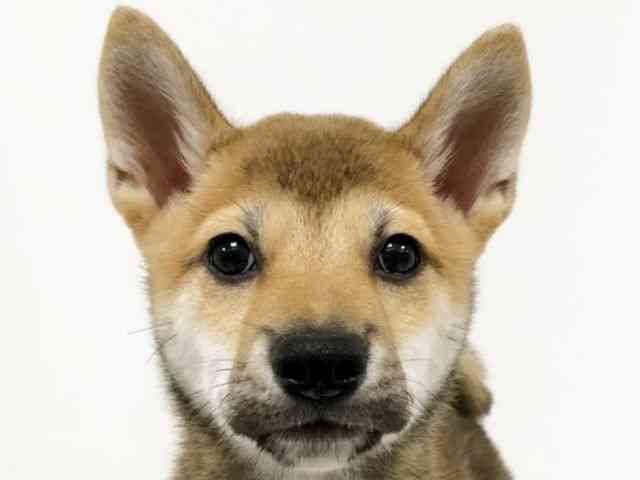 愛知県の柴犬(標準サイズ) (ひごペットフレンドリーイトーヨーカドー知多店/2025年1月5日生まれ/男の子/赤)の子犬