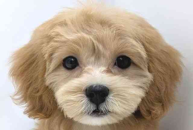 広島県のハーフ犬・ミックス犬 (ひごペットフレンドリーゆめタウン廿日市店/2025年1月10日生まれ/女の子/クリーム)の子犬