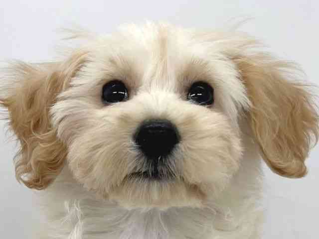 兵庫県のハーフ犬・ミックス犬 (ひごペットフレンドリーイオンタウン加古川店/2025年1月26日生まれ/女の子/クリーム)の子犬