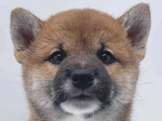 高知県の柴犬(標準サイズ) (ひごペットフレンドリーイオンモール高知店/2025年2月2日生まれ/女の子/赤)の子犬