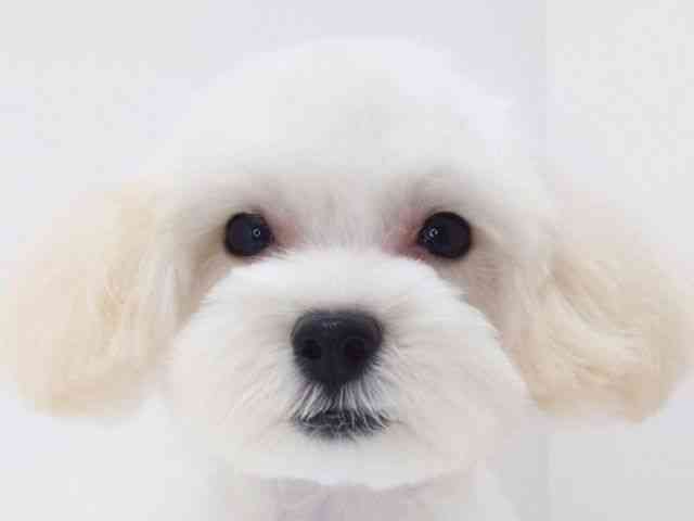 大阪府のハーフ犬・ミックス犬 (ひごペットフレンドリーいこらもーる泉佐野店/2025年1月30日生まれ/女の子/クリーム)の子犬