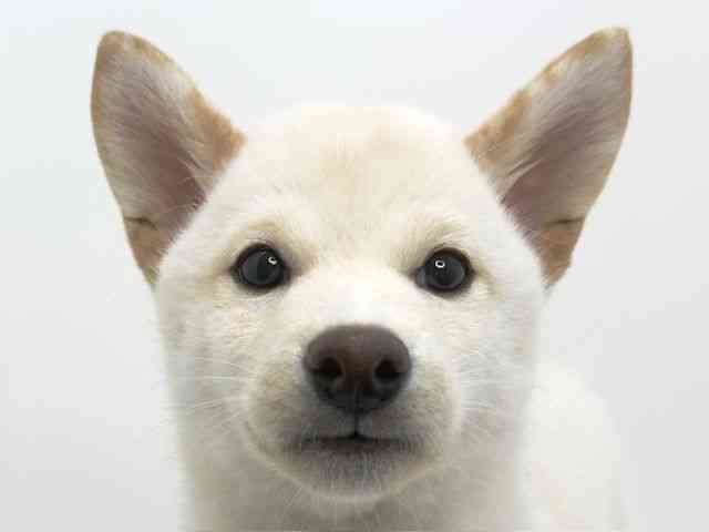 大阪府の柴犬(標準サイズ) (ひごペットフレンドリーいこらもーる泉佐野店/2025年2月8日生まれ/男の子/白)の子犬