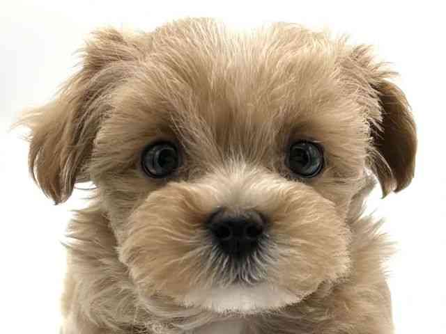京都府のハーフ犬・ミックス犬 (ひごペットフレンドリーイオンモール高の原店/2025年2月9日生まれ/男の子/クリーム)の子犬