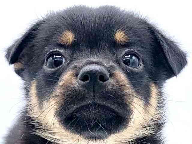 大阪府のハーフ犬・ミックス犬 (ひごペットフレンドリーイオンタウン豊中庄内店/2025年2月9日生まれ/女の子/ブラックタン)の子犬