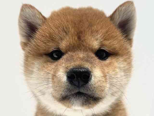 大阪府の柴犬(標準サイズ) (ひごペットフレンドリーイオン高槻店/2025年2月12日生まれ/女の子/赤)の子犬