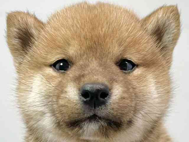 京都府の柴犬(標準サイズ) (ひごペットフレンドリーイズミヤショッピングセンター八幡店/2025年2月12日生まれ/女の子/赤)の子犬