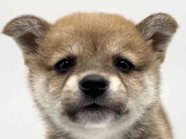 京都府の柴犬(標準サイズ) (ひごペットフレンドリーイオンモール高の原店/2025年2月17日生まれ/女の子/赤)の子犬