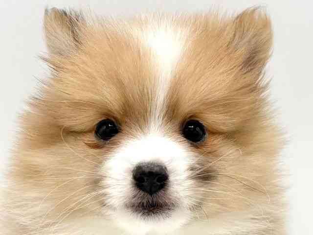 大阪府のハーフ犬・ミックス犬 (ひごペットフレンドリーイオンタウン豊中庄内店/2025年2月22日生まれ/女の子/セーブルホワイト)の子犬