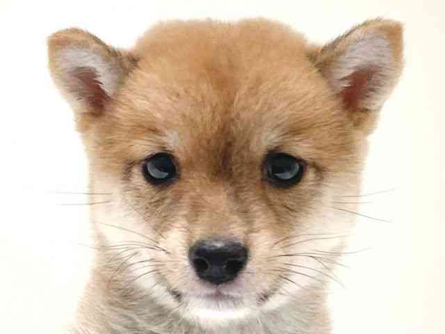 兵庫県の柴犬(標準サイズ) (ひごペットフレンドリーイトーヨーカドー明石店/2025年2月20日生まれ/女の子/赤)の子犬