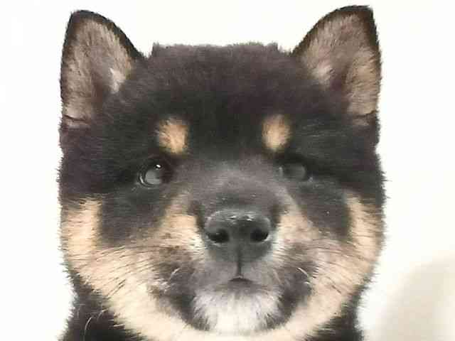 奈良県の柴犬(標準サイズ) (ひごペットフレンドリーイオンモール橿原ウエストビレッジ店/2025年2月26日生まれ/男の子/黒)の子犬