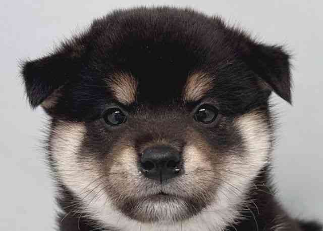 鳥取県の柴犬(標準サイズ) (ひごペットフレンドリーイオンモール鳥取北店/2025年2月28日生まれ/男の子/黒)の子犬