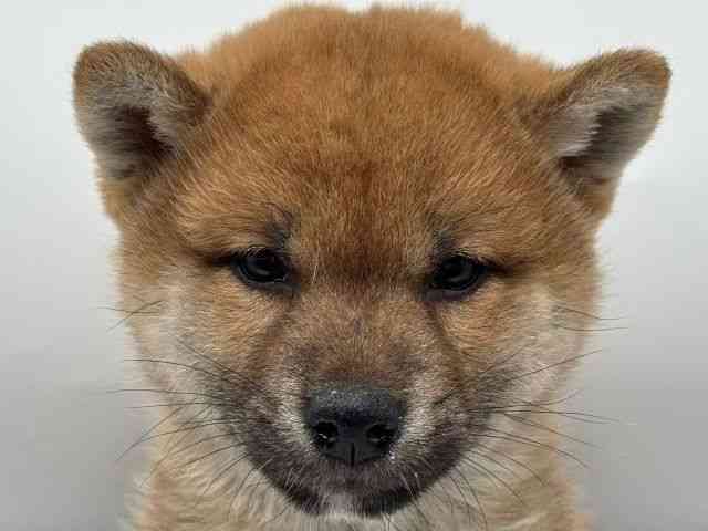 香川県の柴犬(標準サイズ) (ひごペットフレンドリーゆめタウン高松店/2025年2月26日生まれ/女の子/赤)の子犬