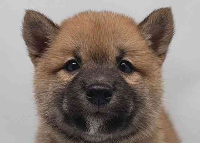 鳥取県の柴犬(標準サイズ) (ひごペットフレンドリーイオンモール鳥取北店/2025年2月28日生まれ/男の子/赤)の子犬
