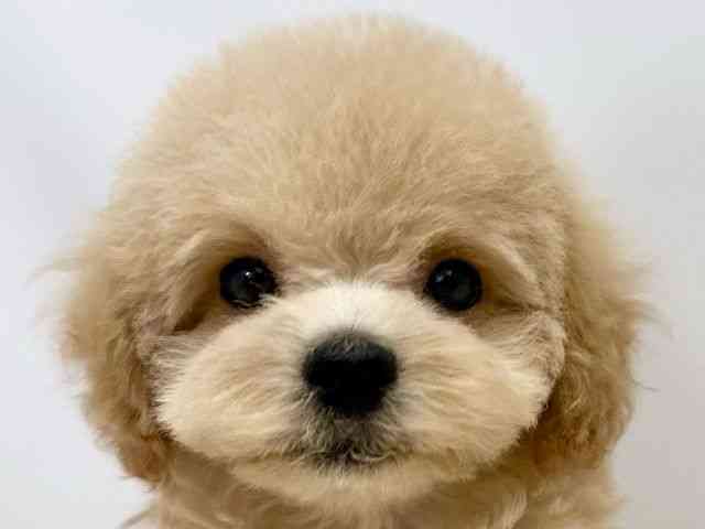 広島県のハーフ犬・ミックス犬 (ひごペットフレンドリーゆめタウン廿日市店/2025年3月1日生まれ/男の子/クリーム)の子犬