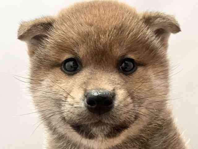 愛媛県の柴犬(標準サイズ) (ひごペットフレンドリーエミフルMASAKI店/2025年3月4日生まれ/男の子/赤)の子犬