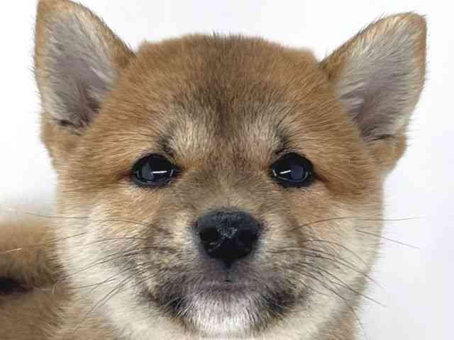 兵庫県の柴犬(標準サイズ) (ひごペットフレンドリーイオンタウン加古川店/2025年3月1日生まれ/女の子/赤)の子犬