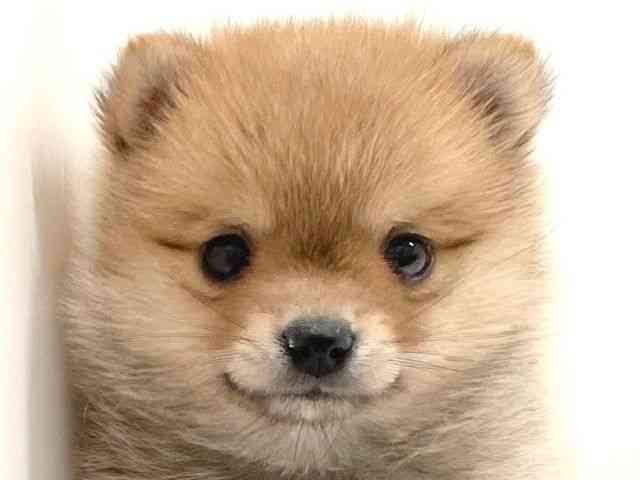 兵庫県のポメ柴/豆ポメ/ポメ豆柴(ポメラニアン×柴犬) (ひごペットフレンドリーイトーヨーカドー明石店/2025年3月3日生まれ/女の子/赤)の子犬