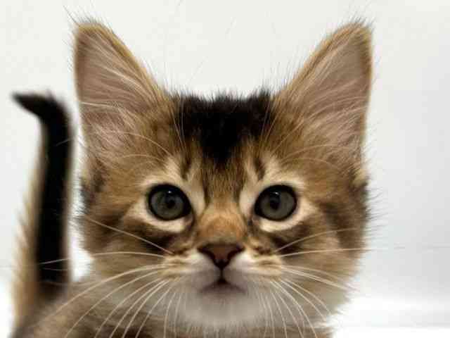 京都府のソマリ (ひごペットフレンドリー京都店/2025年3月5日生まれ/男の子/ルディ)の子猫