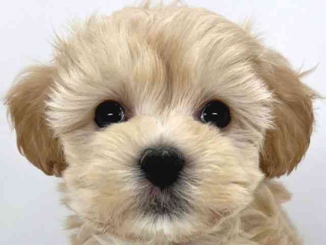 兵庫県のハーフ犬・ミックス犬 (ひごペットフレンドリーイオンタウン加古川店/2025年3月10日生まれ/男の子/アプリコット)の子犬