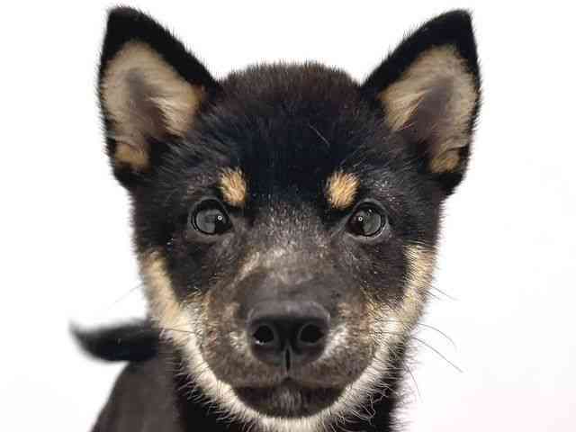 奈良県の柴犬(標準サイズ) (ひごペットフレンドリー奈良パワーシティ店/2025年3月3日生まれ/男の子/黒)の子犬の1枚目の画像
