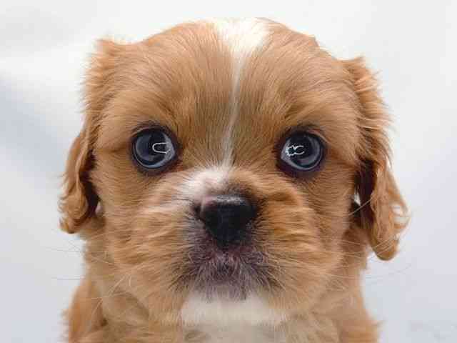 京都府のハーフ犬・ミックス犬 (ひごペットフレンドリー洛北阪急スクエア店/2025年3月10日生まれ/女の子/ルビー)の子犬