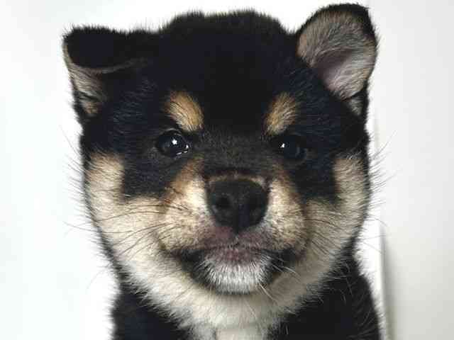 大阪府の柴犬(標準サイズ) (ひごペットフレンドリーアクロスプラザ住之江店/2025年3月9日生まれ/男の子/黒)の子犬