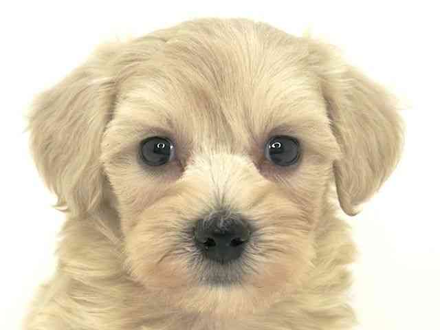 大阪府のハーフ犬・ミックス犬 (ひごペットフレンドリーいこらもーる泉佐野店/2025年3月10日生まれ/男の子/クリーム)の子犬