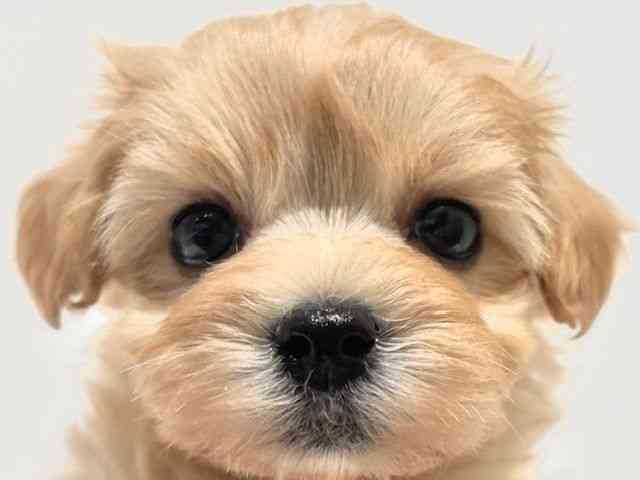 大阪府のハーフ犬・ミックス犬 (ひごペットフレンドリーイオン高槻店/2025年3月10日生まれ/女の子/クリーム)の子犬